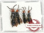 Scientific lot no. 355 Hymenoptera (4 pcs)