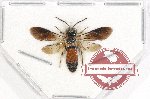 Scientific lot no. 367 Hymenoptera (1 pc)
