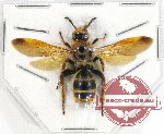 Scoliidae sp. 45 (A-)