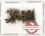 Scientific lot no. 359 Hymenoptera (5 pcs)