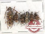 Scientific lot no. 123 Anthribidae (6 pcs)