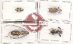 Scientific lot no. 130 Anthribidae (4 pcs)