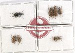 Scientific lot no. 121 Anthribidae (7 pcs)