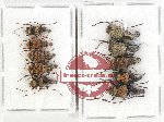 Scientific lot no. 122 Anthribidae (10 pcs)