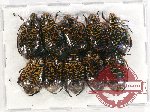 Scientific lot no. 272 Rutelinae (10 pcs)