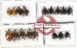 Scientific lot no. 301 Rutelinae (17 pcs A, A-, A2)