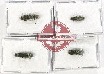 Scientific lot no. 109 Buprestidae (4 pcs)