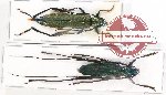 Scientific lot no. 261 Cerambycidae (2 pcs - 1 pc A2)