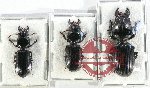 Scientific lot no. 623 Carabidae (3 pcs)