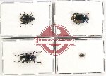 Scientific lot no. 381 Tenebrionidae (4 pcs)