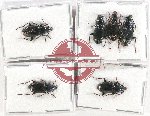 Scientific lot no. 624 Carabidae (6 pcs A, A2)