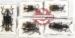 Scientific lot no. 142 Erotylidae (6 pcs A, A-, A2)