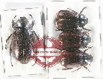 Scientific lot no. 177 Melolonthinae (4 pcs)