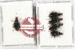 Scientific lot no. 627 Carabidae (5 pcs A2)