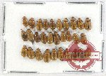 Scientific lot no. 454 Chrysomelidae (30 pcs)