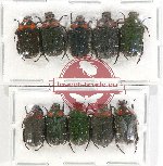 Scientific lot no. 43 Cetoniidae (10 pcs)