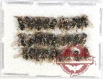 Scientific lot no. 360 Hymenoptera (30 pcs)