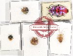 Scientific lot no. 1022 Heteroptera (5 pcs)
