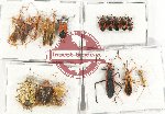 Scientific lot no. 1027 Heteroptera (17 pcs A, A-, A2)