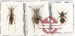Scientific lot no. 1034 Heteroptera (3 pcs - 1 pc A2)