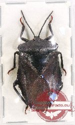Pentatomidae sp. 50 (A-)