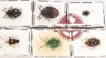 Scientific lot no. 1020 Heteroptera (6 pcs)