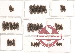 Scientific lot no. 4 Ostomidae (32 pcs)