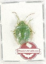 Pentatomidae sp. 47