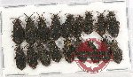 Scientific lot no. 1025 Heteroptera (18 pcs)