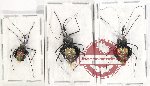 Scientific lot no. 1036 Heteroptera (3 pcs)