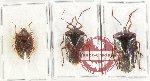 Scientific lot no. 1035 Heteroptera (3 pcs A, A-, A2)