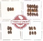 Scientific lot no. 5 Ostomidae (28 pcs)