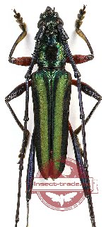 Callichromatini sp. 18