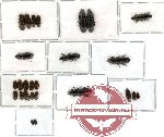 Scientific lot no. 6 Ostomidae (26 pcs)