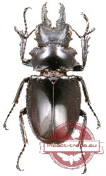 Odontolabis dalmanni sulaensis