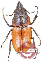 Prosopocoilus tragulus assimilis