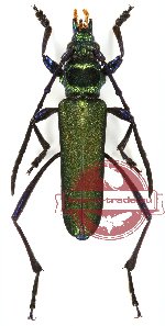 Brevechelidonium circumsplendens