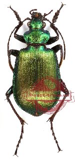 Calosoma oceanicum ssp. klynstrai green form