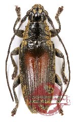 Tmesisternus arfakianus (5 pcs)