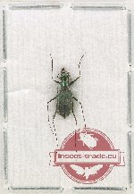 Cylindera (Leptinomera) catoptroides (A-)