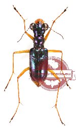 Therates coeruleus