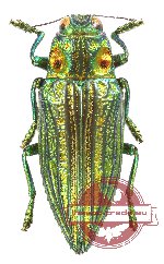 Chrysodema sp. 16 (5 pcs)