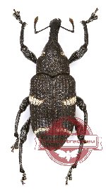 Curculionidae sp. 50 (A-)