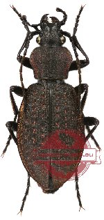 Carabus (Diocarabus) beybienkoi Kryzhanovsky, 1973