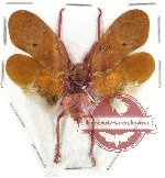 Scamandra sanguiflua sanguiflua