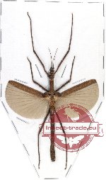 Dimorphodes sp. 1 (A-)