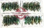 Scientific lot no. 107 Buprestidae (20 pcs A, A-, A2)