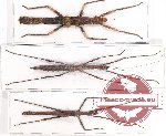 Scientific lot no. 28 Phasmidae (3 pcs A-, A2)