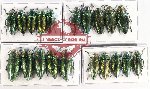 Scientific lot no. 106 Buprestidae (20 pcs A, A-, A2)