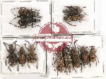 Scientific lot no. 124 Anthribidae (12 pcs)